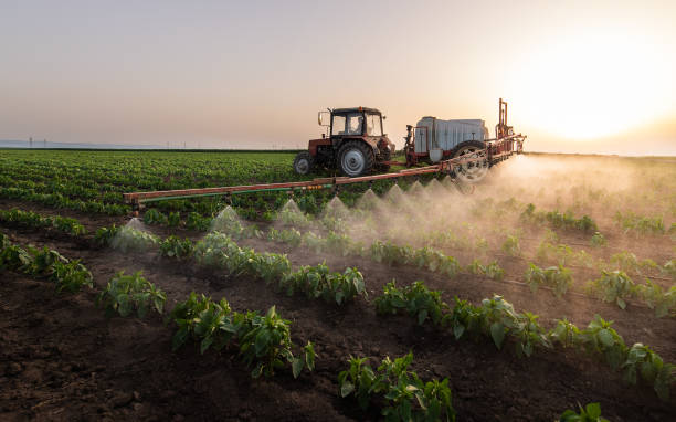Best Ant Control Services  in Morrilton, AR