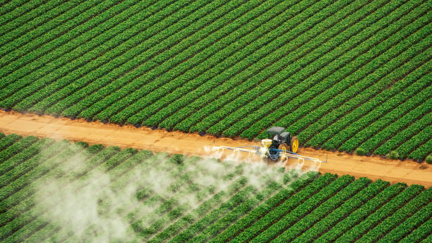 Best Pest Removal Services  in Morrilton, AR
