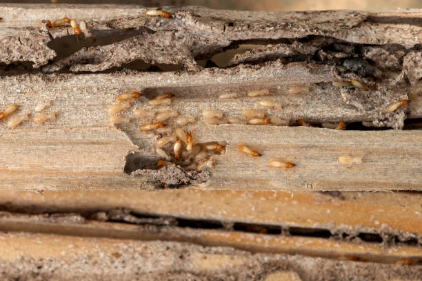 Best Pest Inspection Near Me  in Morrilton, AR