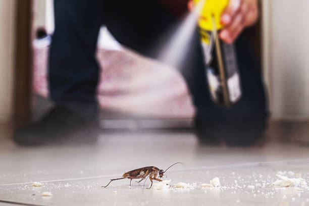 Best Mosquito Control Services  in Morrilton, AR